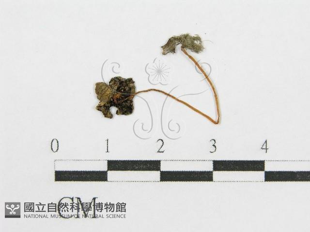 登錄號:F0008433藏品圖，第1張