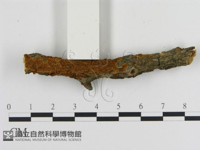 纖孔菌屬藏品圖，第1張