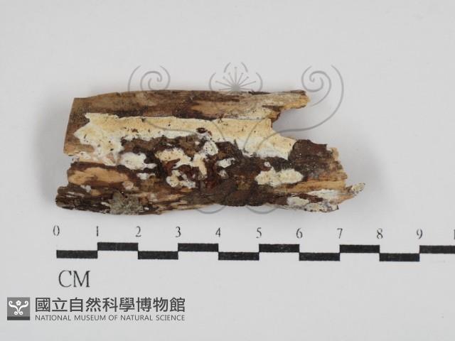 登錄號:F0030433藏品圖，第1張