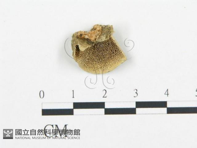 登錄號:F0006433藏品圖，第1張
