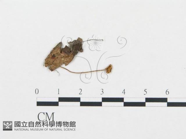 登錄號:F0016433藏品圖，第1張