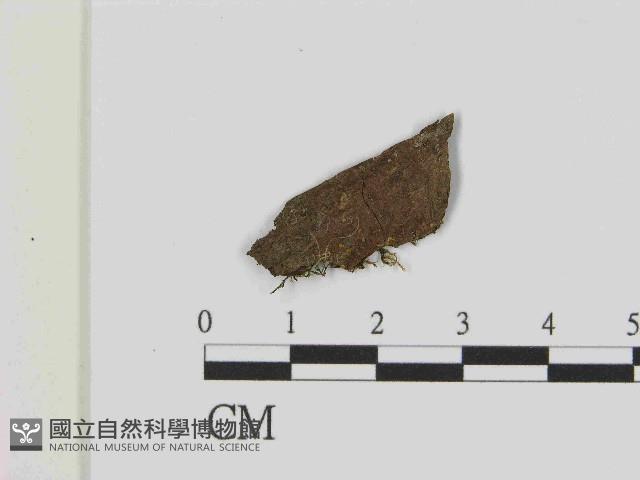 登錄號:F0021433藏品圖，第1張