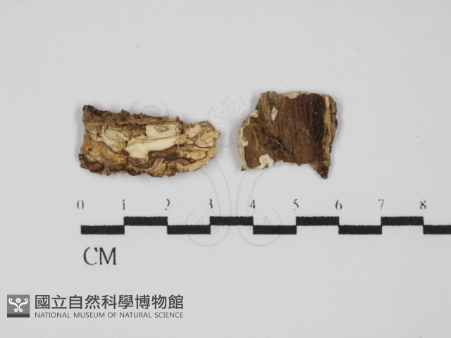 登錄號:F0031433藏品圖，第1張