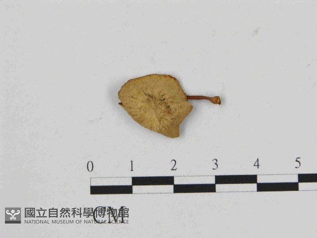 登錄號:F0014433藏品圖，第1張