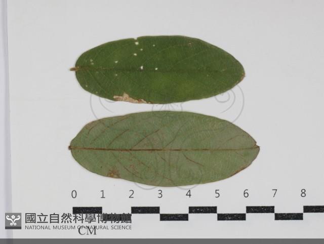 登錄號:F0034433藏品圖，第1張