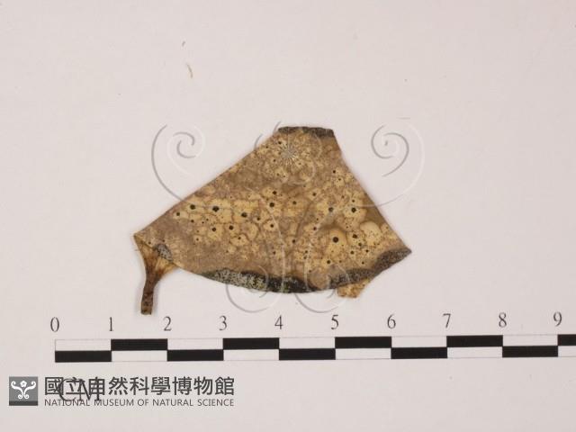 登錄號:F0022433藏品圖，第1張