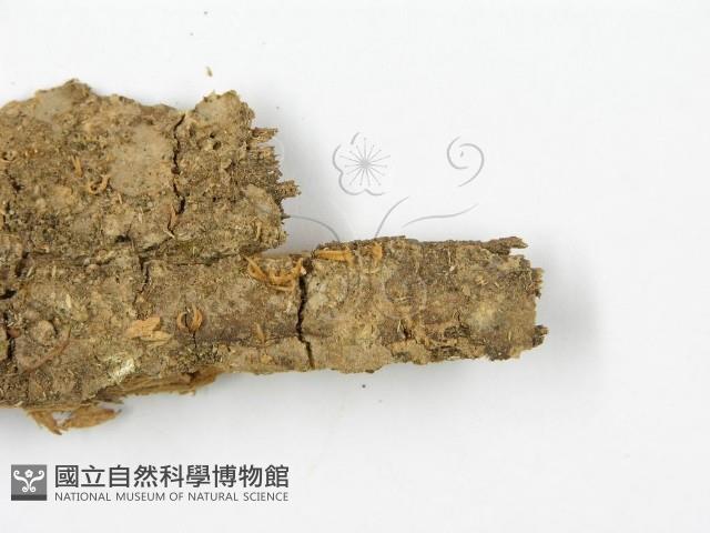 登錄號:F0012433藏品圖，第1張