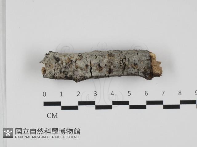 剛毛絲皮菌藏品圖，第1張