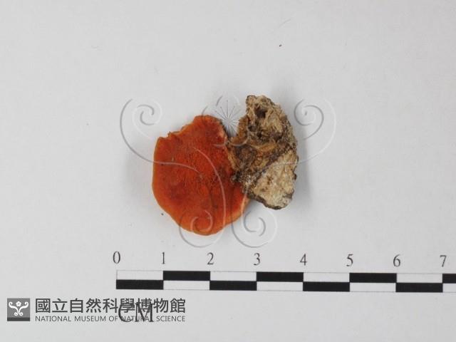 血紅密孔菌藏品圖，第1張