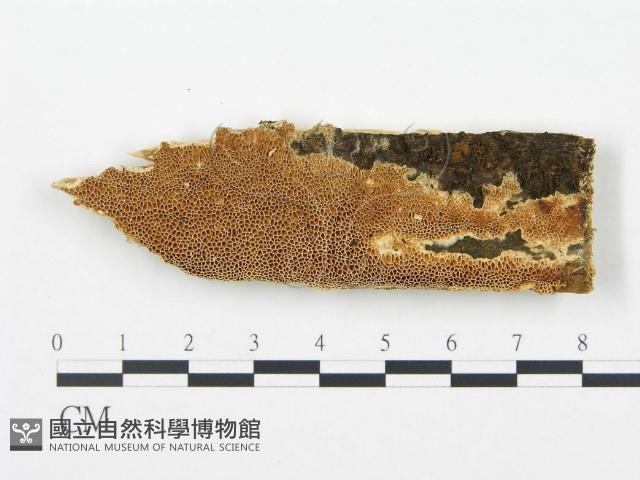 登錄號:F0009433藏品圖，第1張