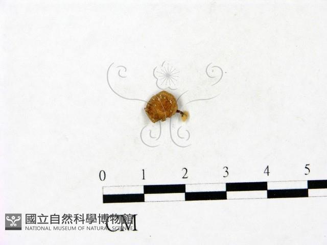 登錄號:F0023433藏品圖，第1張