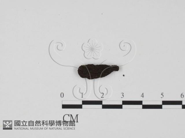 炭角菌屬藏品圖，第1張