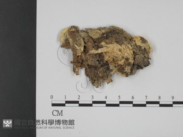 登錄號:F0013433藏品圖，第1張