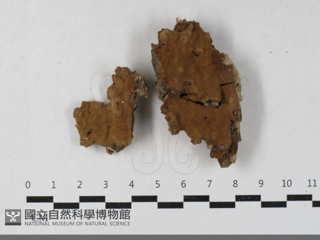 登錄號:F0033433藏品圖，第1張