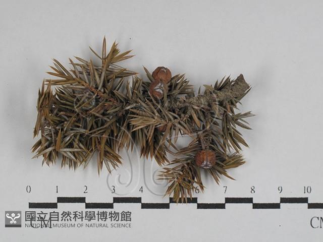 登錄號:F0028733藏品圖，第1張