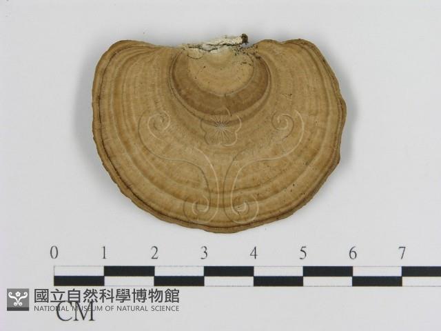 蜂窩菌屬藏品圖，第1張