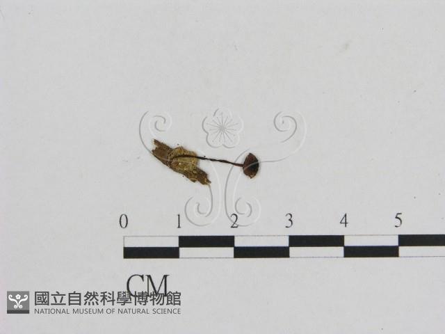 小菇屬藏品圖，第1張