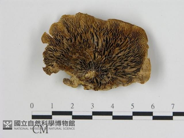 登錄號:F0006733藏品圖，第1張