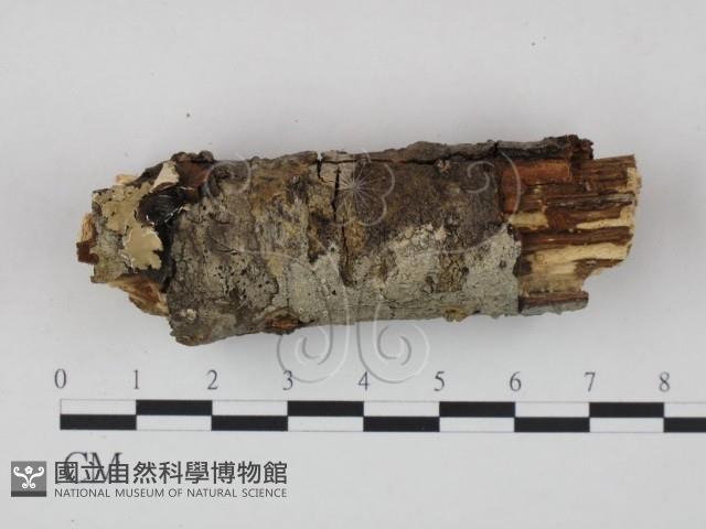 登錄號:F0021733藏品圖，第1張