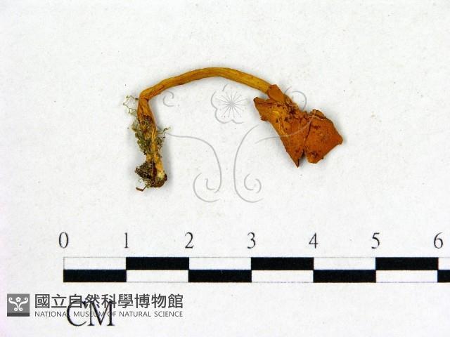 登錄號:F0001733藏品圖，第1張