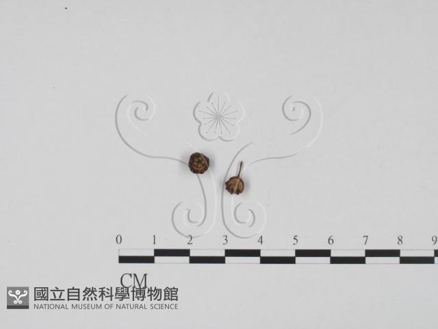 登錄號:F0011733藏品圖，第1張
