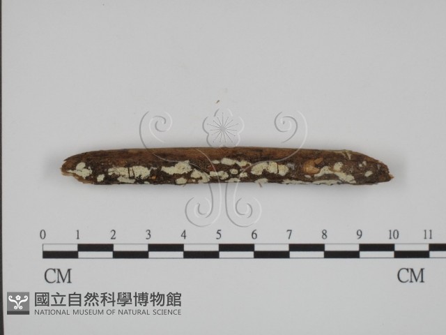 絲齒菌屬藏品圖，第1張