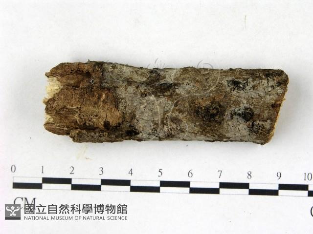 登錄號:F0022733藏品圖，第1張