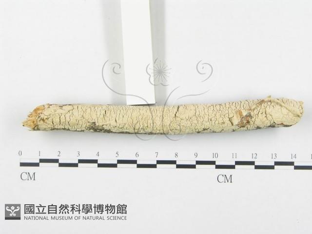 登錄號:F0002733藏品圖，第1張