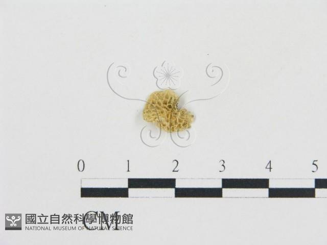 登錄號:F0012733藏品圖，第1張