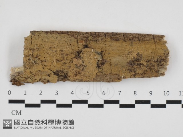 登錄號:F0032733藏品圖，第1張