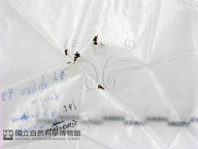 登錄號:F0017733藏品圖，第1張