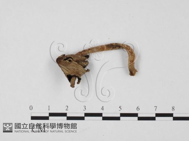 鬼傘屬藏品圖，第1張