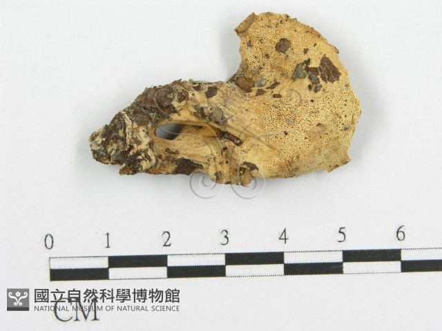 登錄號:F0005733藏品圖，第1張