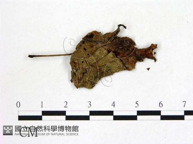 登錄號:F0019733藏品圖，第1張