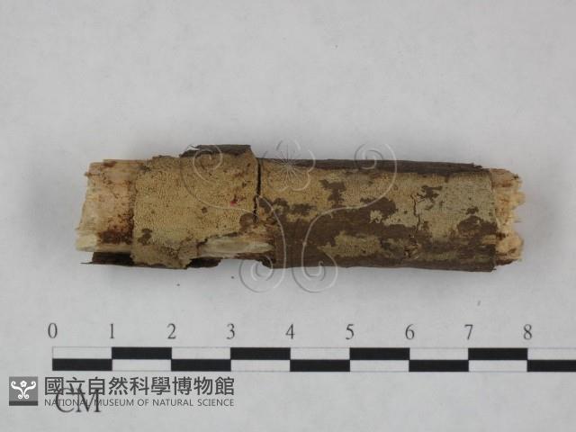 登錄號:F0023733藏品圖，第1張