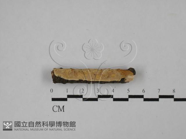 登錄號:F0013733藏品圖，第1張
