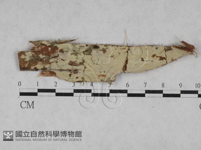 登錄號:F0028533藏品圖，第1張