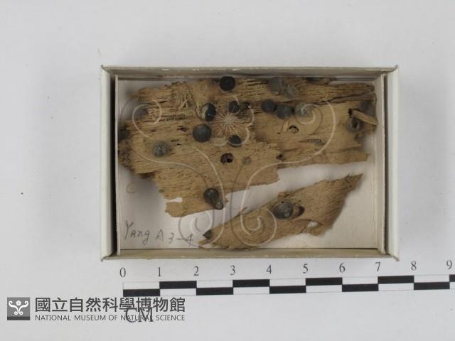 登錄號:F0018533藏品圖，第1張