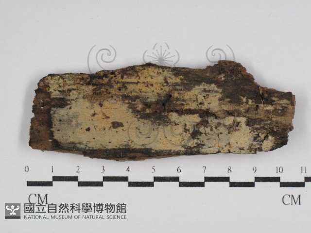 絲齒菌屬藏品圖，第1張