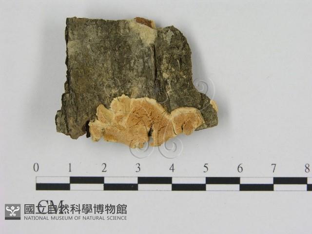 登錄號:F0006533藏品圖，第1張