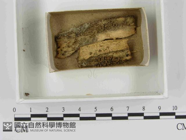 登錄號:F0021533藏品圖，第1張