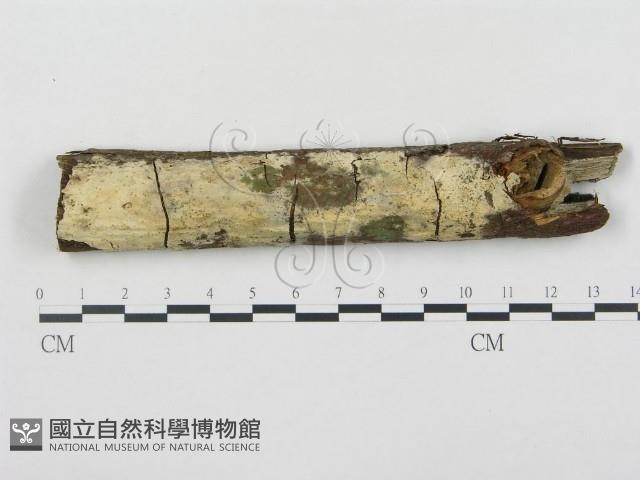 登錄號:F0001533藏品圖，第1張