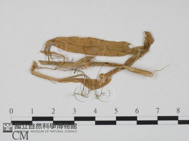 登錄號:F0011533藏品圖，第1張