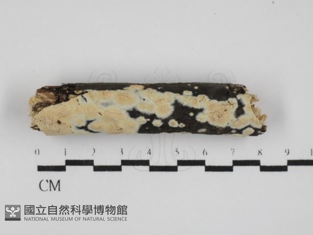 登錄號:F0031533藏品圖，第1張