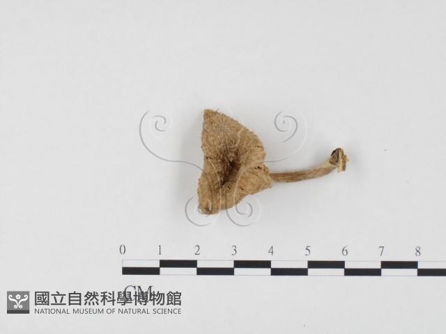 登錄號:F0024533藏品圖，第1張
