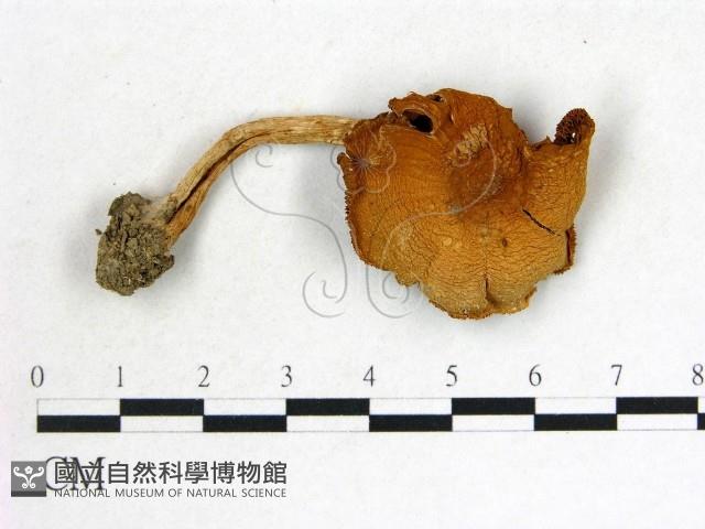 登錄號:F0014533藏品圖，第1張