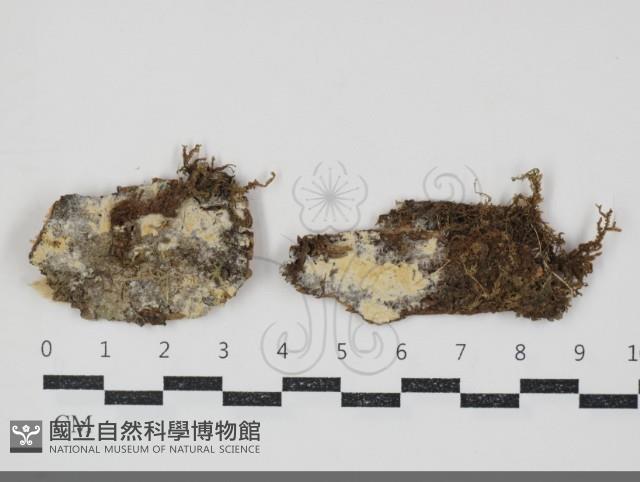 登錄號:F0034533藏品圖，第1張