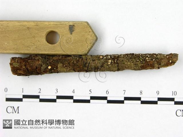 登錄號:F0022533藏品圖，第1張