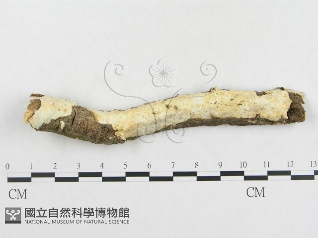革墊菌屬藏品圖，第1張