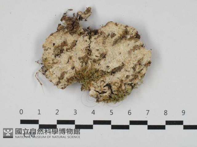 登錄號:F0032533藏品圖，第1張